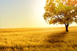 yellow tree in yellow field 4k 1540141102 300x200 - Yellow Tree In Yellow Field 4k - trees wallpapers, photography wallpapers, nature wallpapers, landscape wallpapers, hd-wallpapers, field wallpapers, 5k wallpapers, 4k-wallpapers