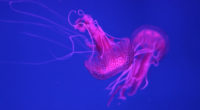 4k jellyfish 1542238868 200x110 - 4k Jellyfish - underwater wallpapers, jellyfish wallpapers, hd-wallpapers, 4k-wallpapers