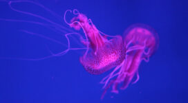 4k jellyfish 1542238868 272x150 - 4k Jellyfish - underwater wallpapers, jellyfish wallpapers, hd-wallpapers, 4k-wallpapers
