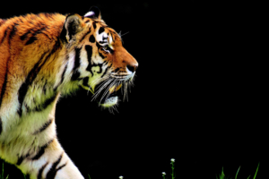 4k tiger predator 1542238381 300x200 - 4k Tiger Predator - tiger wallpapers, predator wallpapers, hd-wallpapers, animals wallpapers, 4k-wallpapers