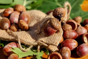 acorns bag nuts 4k 1541116293 300x200 - acorns, bag, nuts 4k - nuts, bag, acorns