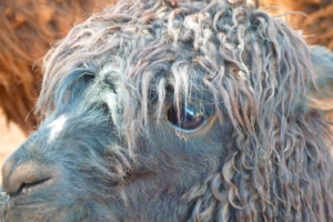 alpaca llama face wool 4k 1542242410 300x200 - alpaca, llama, face, wool 4k - llama, Face, alpaca