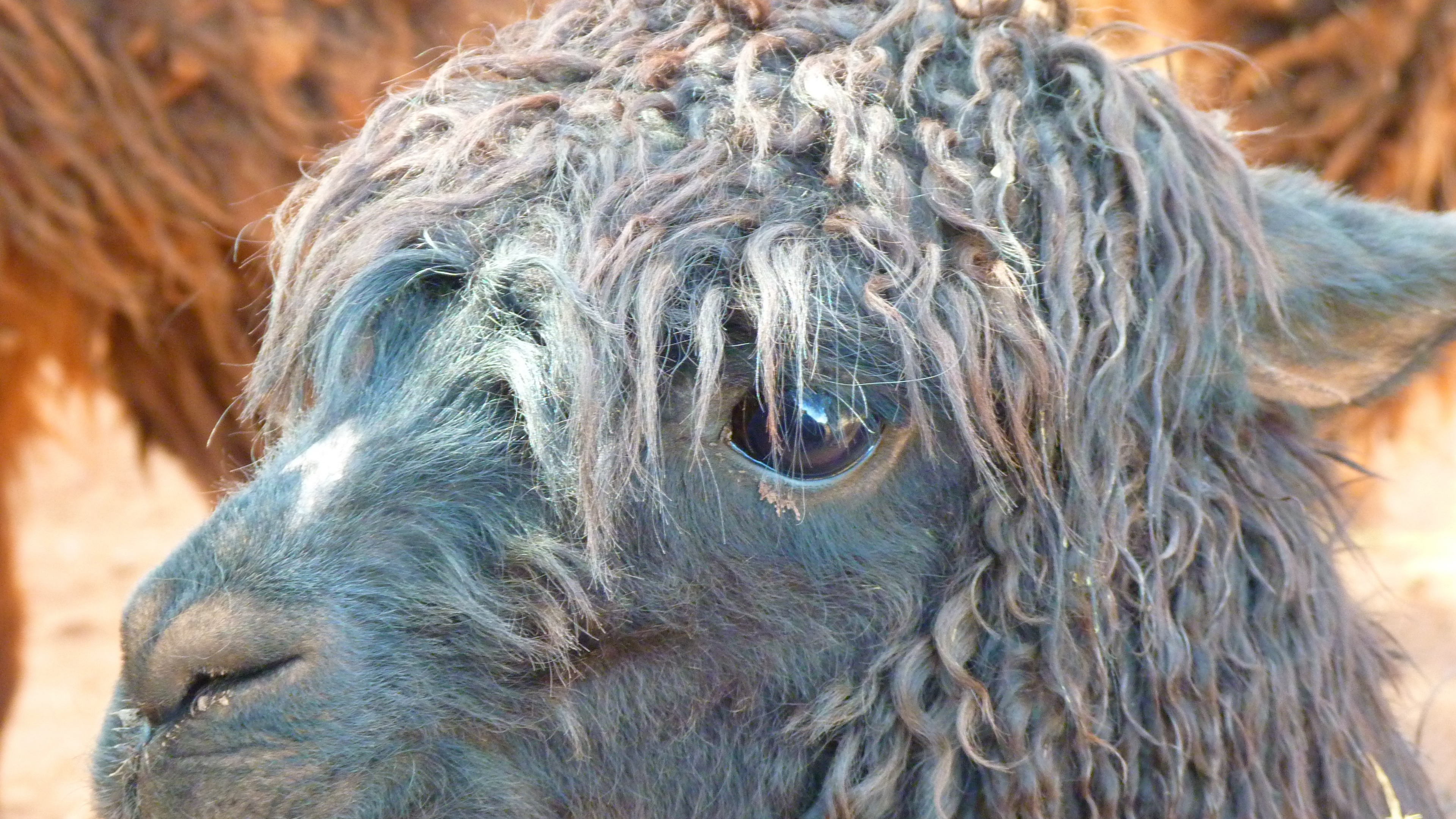 alpaca llama face wool 4k 1542242410 - alpaca, llama, face, wool 4k - llama, Face, alpaca