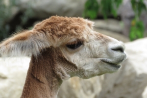 alpaca vicuna face wool 4k 1542242585 300x200 - alpaca, vicuna, face, wool 4k - vicuna, Face, alpaca