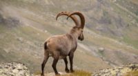 alpine ibex goat mountains horns 4k 1542242617 200x110 - alpine ibex, goat, mountains, horns 4k - Mountains, goat, alpine ibex