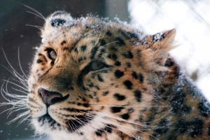 amur leopard wild cat 4k 1542237745 300x200 - Amur Leopard Wild Cat 4k - wild wallpapers, predator wallpapers, leopard wallpapers, cat wallpapers, animals wallpapers