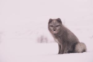 arctic fox polar fox snow sits 4k 1542242611 300x200 - arctic fox, polar fox, snow, sits 4k - Snow, polar fox, arctic fox