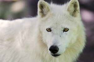 arctic wolf dog muzzle 4k 1542241582 300x200 - arctic wolf, dog, muzzle 4k - muzzle, Dog, arctic wolf