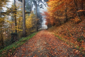 autumn path foliage 4k 1541115943 300x200 - autumn, path, foliage 4k - path, foliage, Autumn