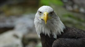 bald eagle eagle bird predator beak feathers 4k 1542242533 272x150 - bald eagle, eagle, bird, predator, beak, feathers 4k - Eagle, Bird, bald eagle