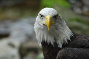 bald eagle eagle bird predator beak feathers 4k 1542242533 300x200 - bald eagle, eagle, bird, predator, beak, feathers 4k - Eagle, Bird, bald eagle