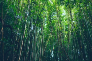 bamboo trees thickets 4k 1541117412 300x200 - bamboo, trees, thickets 4k - Trees, thickets, bamboo