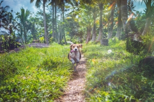beagle dog running path grass 4k 1542242105 300x200 - beagle, dog, running, path, grass 4k - Running, Dog, Beagle