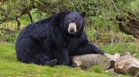bear black bear forest 4k 1542241888 272x150 - bear, black bear, forest 4k - Forest, black bear, Bear