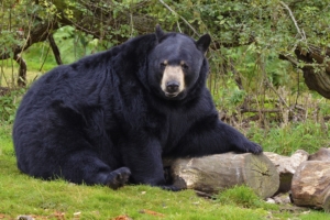 bear black bear forest 4k 1542241888 300x200 - bear, black bear, forest 4k - Forest, black bear, Bear
