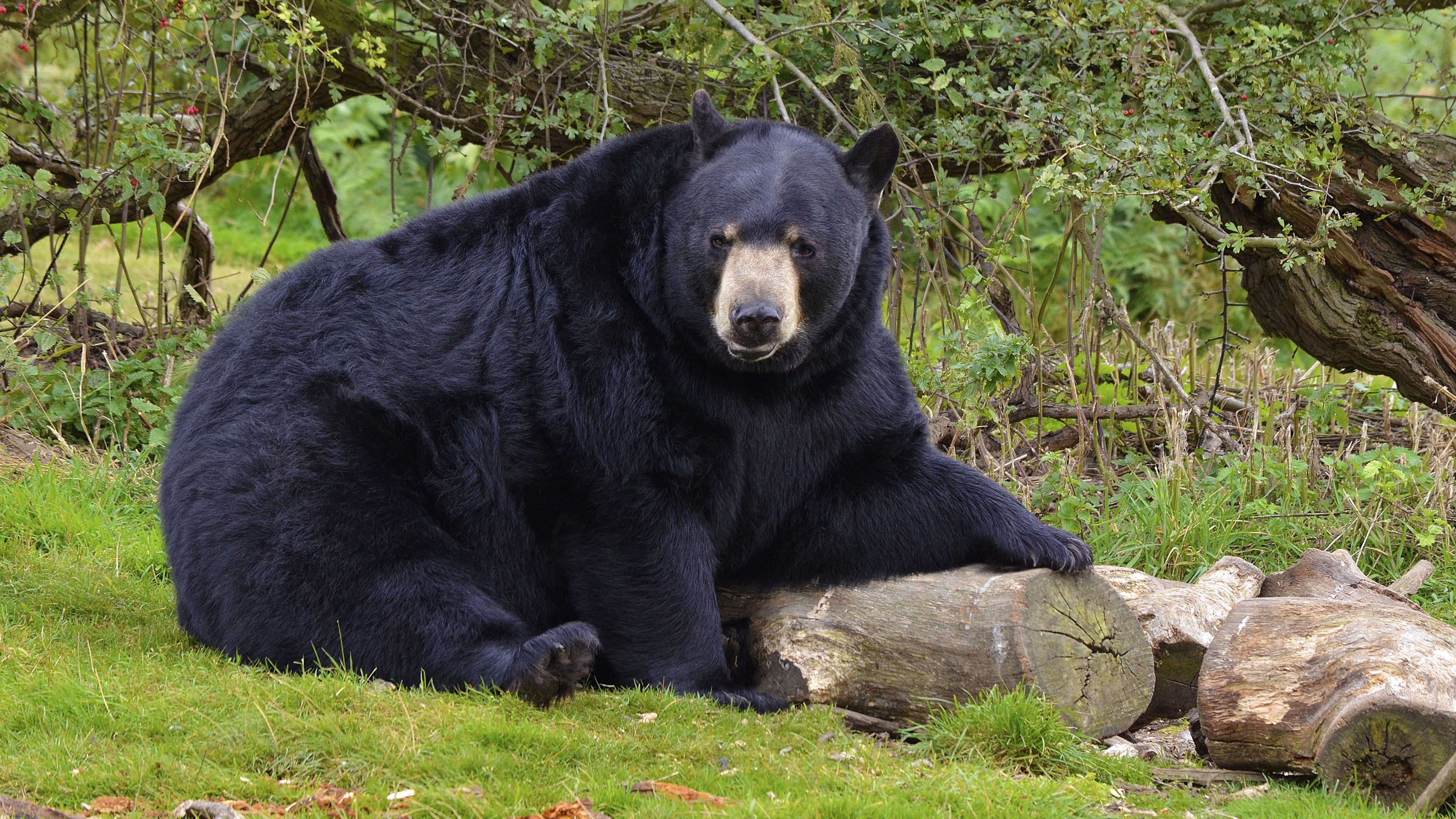 bear black bear forest 4k 1542241888 - bear, black bear, forest 4k - Forest, black bear, Bear