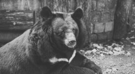 bear black sadness look bw 4k 1542241433 272x150 - bear, black, sadness, look, bw 4k - sadness, Black, Bear