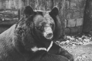 bear black sadness look bw 4k 1542241433 300x200 - bear, black, sadness, look, bw 4k - sadness, Black, Bear