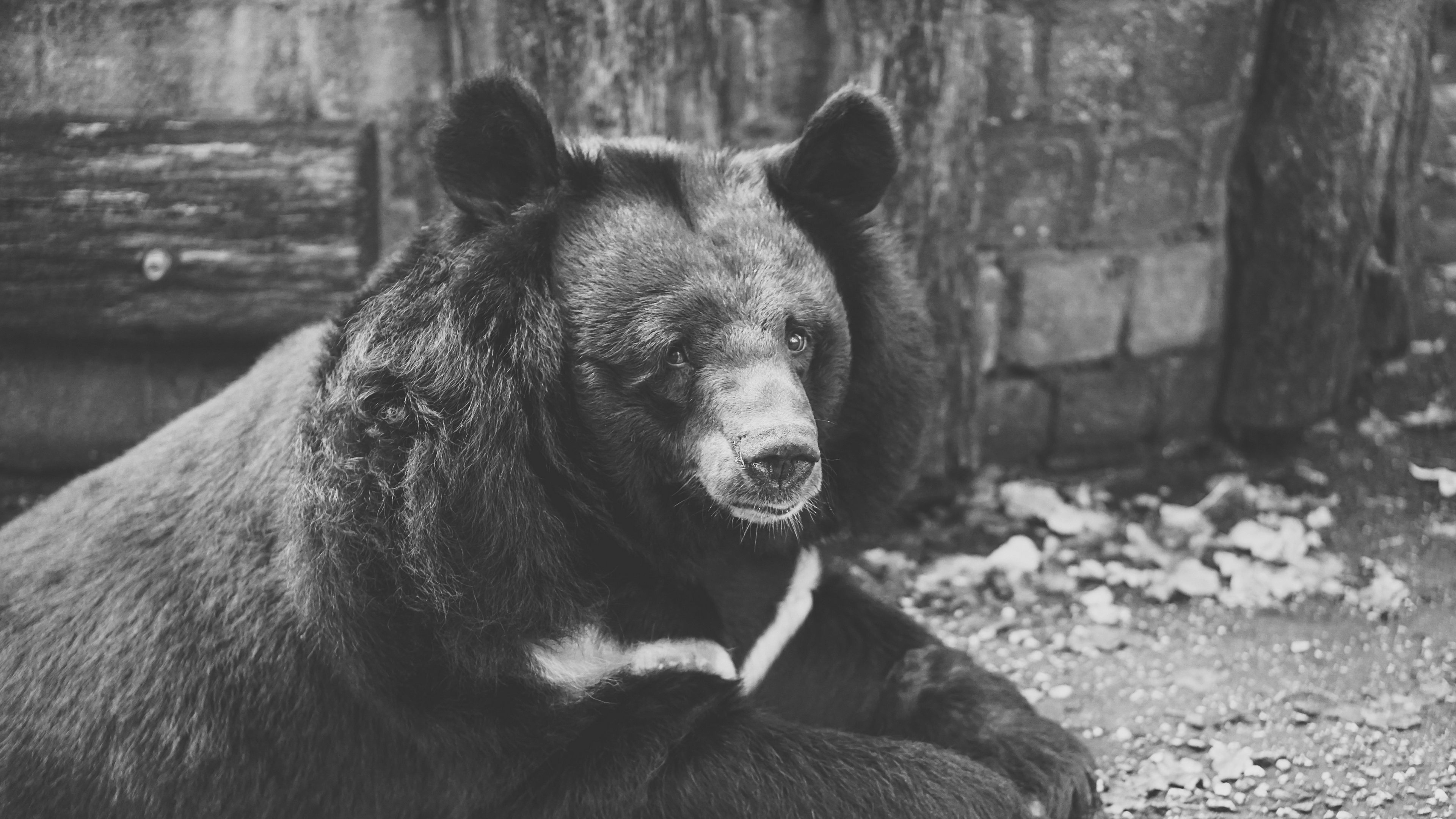 bear black sadness look bw 4k 1542241433 - bear, black, sadness, look, bw 4k - sadness, Black, Bear