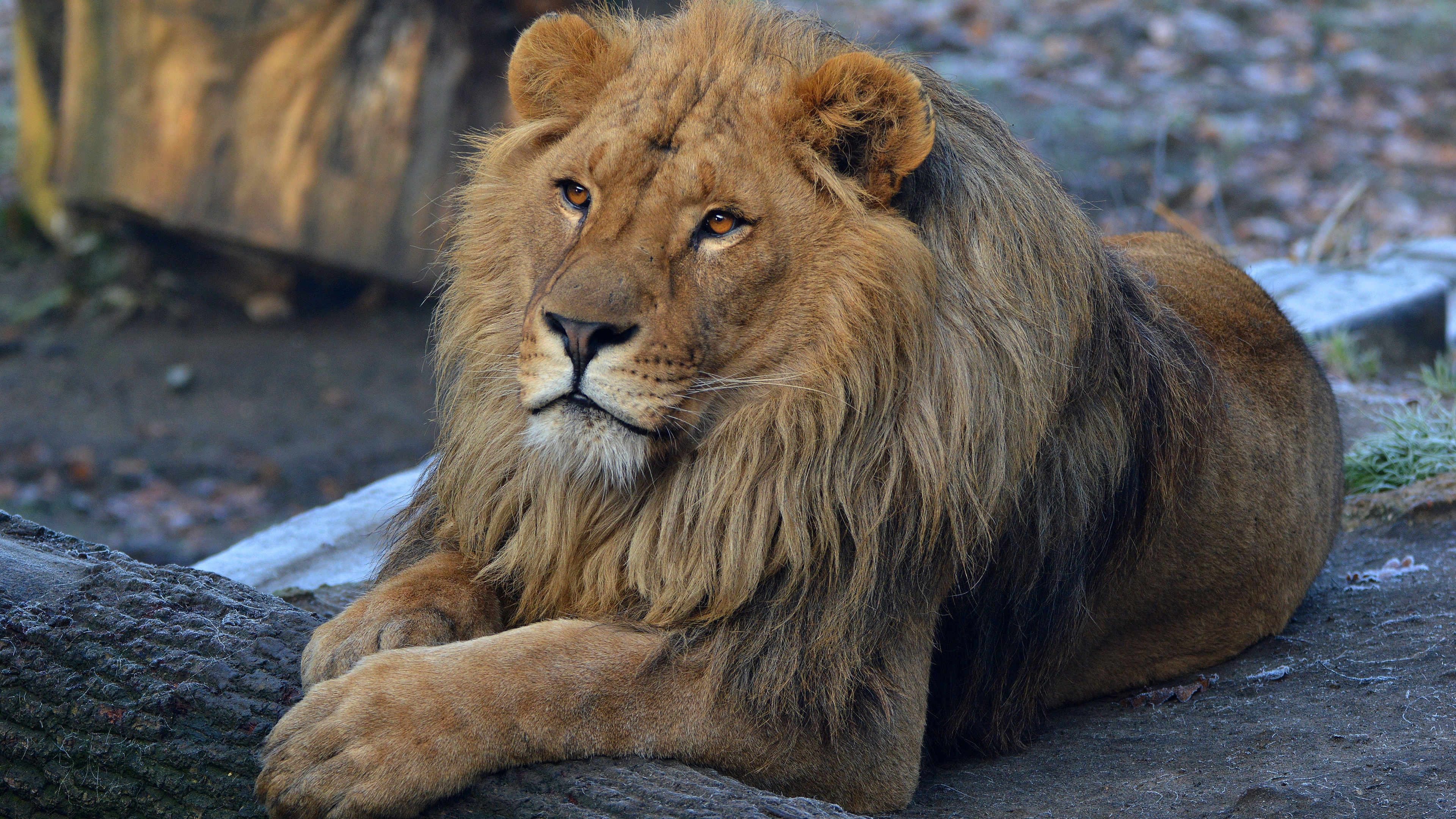 Beard Lion  lion  wallpapers  hd wallpapers  animals 