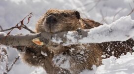 beaver branch gnawing snow 4k 1542241927 272x150 - beaver, branch, gnawing, snow 4k - gnawing, branch, beaver
