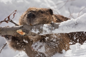 beaver branch gnawing snow 4k 1542241927 300x200 - beaver, branch, gnawing, snow 4k - gnawing, branch, beaver