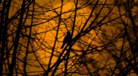 bird trees silhouette branches 4k 1541117734 200x110 - bird, trees, silhouette, branches 4k - Trees, Silhouette, Bird