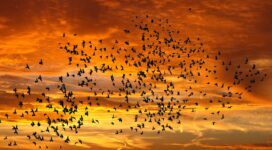 birds silhouettes sky flight sunset clouds 4k 1541116657 272x150 - birds, silhouettes, sky, flight, sunset, clouds 4k - Sky, silhouettes, Birds