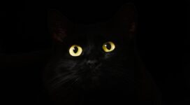 black cat eyes dark 4k 1542238611 272x150 - Black Cat Eyes Dark 4k - hd-wallpapers, eyes wallpapers, cat wallpapers, animals wallpapers, 4k-wallpapers