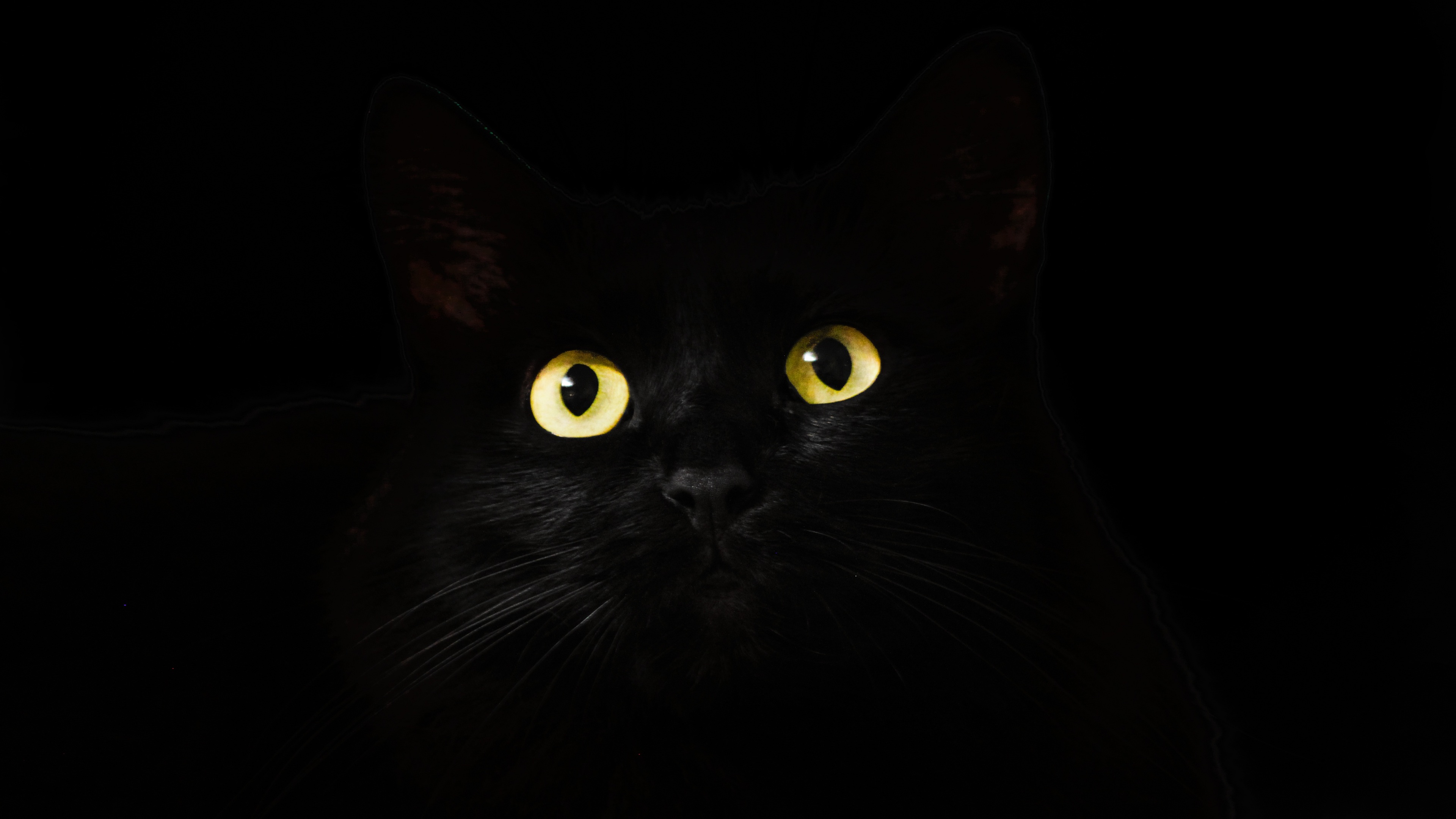 Black Cat Eyes Dark 4k Wallpaper 4K