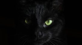 black cat green eyes 1542239106 272x150 - Black Cat Green Eyes - hd-wallpapers, dark wallpapers, cat wallpapers, black wallpapers, animals wallpapers, 4k-wallpapers