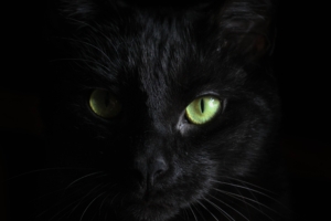 black cat green eyes 1542239106 300x200 - Black Cat Green Eyes - hd-wallpapers, dark wallpapers, cat wallpapers, black wallpapers, animals wallpapers, 4k-wallpapers