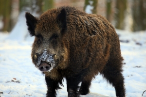 boar tusks winter snow forest 4k 1542242553 300x200 - boar, tusks, winter, snow, forest 4k - Winter, tusks, boar
