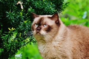 british shorthair cat cat branches 4k 1542242197 300x200 - british shorthair cat, cat, branches 4k - Cat, british shorthair cat, branches