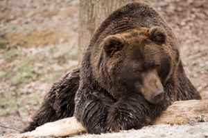 brown bear bear lies 4k 1542242971 300x200 - brown bear, bear, lies 4k - lies, brown bear, Bear