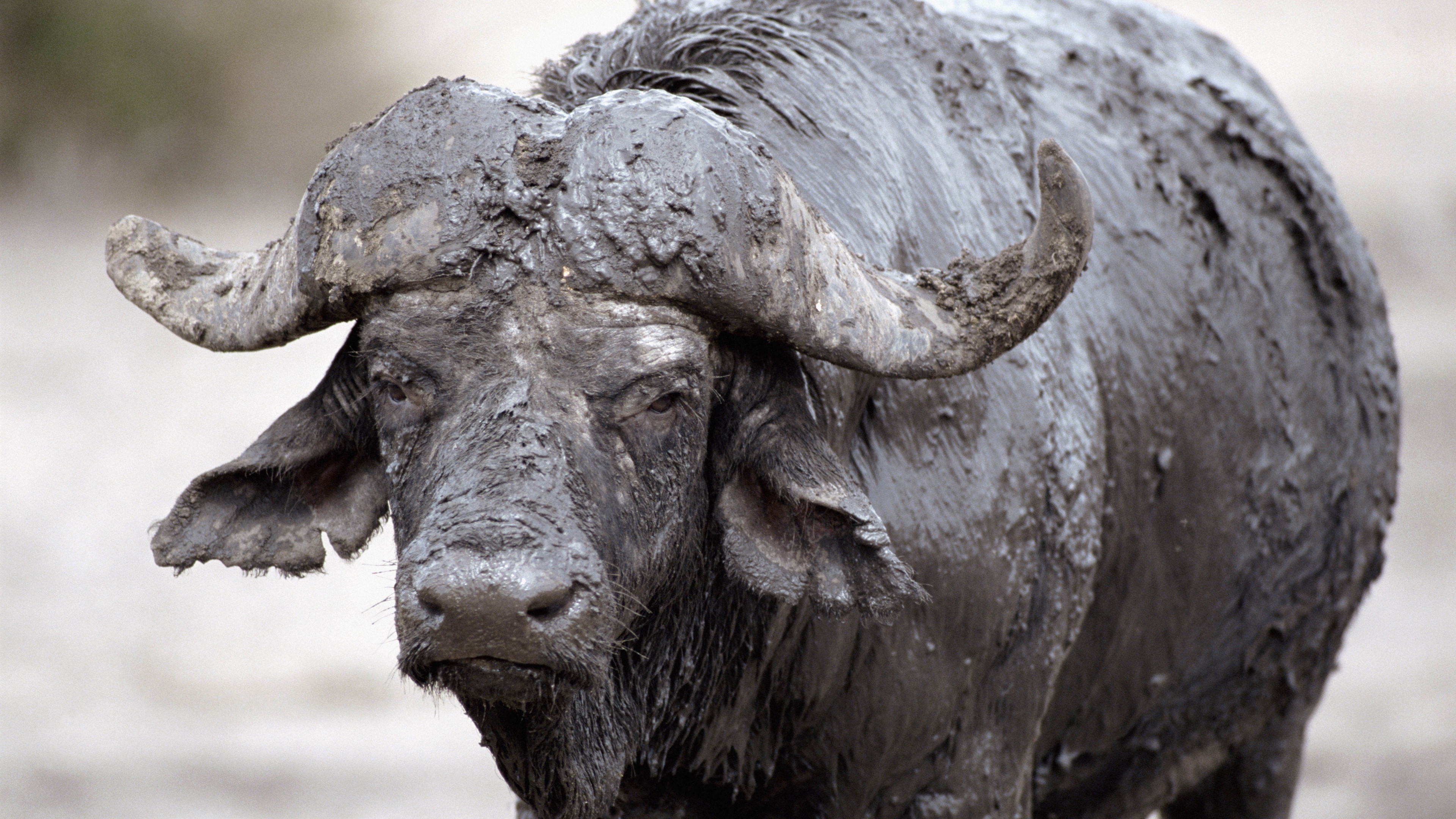 buffalo, mud, cooling 4k 1 buffalo mud cooling 4k 1542242291