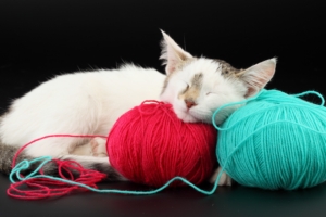 cat ball thread sleep playful 4k 1542241590 300x200 - cat, ball, thread, sleep, playful 4k - thread, Cat, Ball