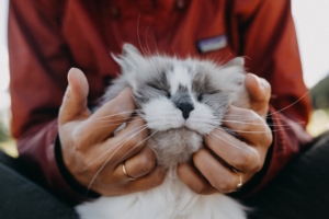 cat fluffy hands tenderness 4k 1542241499 300x200 - cat, fluffy, hands, tenderness 4k - Hands, fluffy, Cat