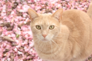 cat on pink flowers 4k 1542238036 300x200 - Cat On Pink Flowers 4k - pink wallpapers, flowers wallpapers, cat wallpapers, animals wallpapers