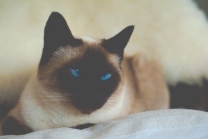 cat siamese blue eyed 4k 1542241401 300x200 - cat, siamese, blue-eyed 4k - siamese, Cat, blue-eyed