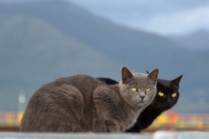 cats couple mountains blurring 4k 1542242885 300x200 - cats, couple, mountains, blurring 4k - Mountains, Couple, cats