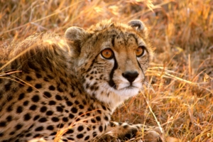cheetah big cat fright lie 4k 1542242544 300x200 - cheetah, big cat, fright, lie 4k - fright, Cheetah, big cat
