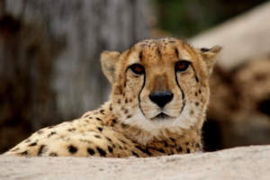 cheetah predator muzzle 4k 1542242450 300x200 - cheetah, predator, muzzle 4k - Predator, muzzle, Cheetah