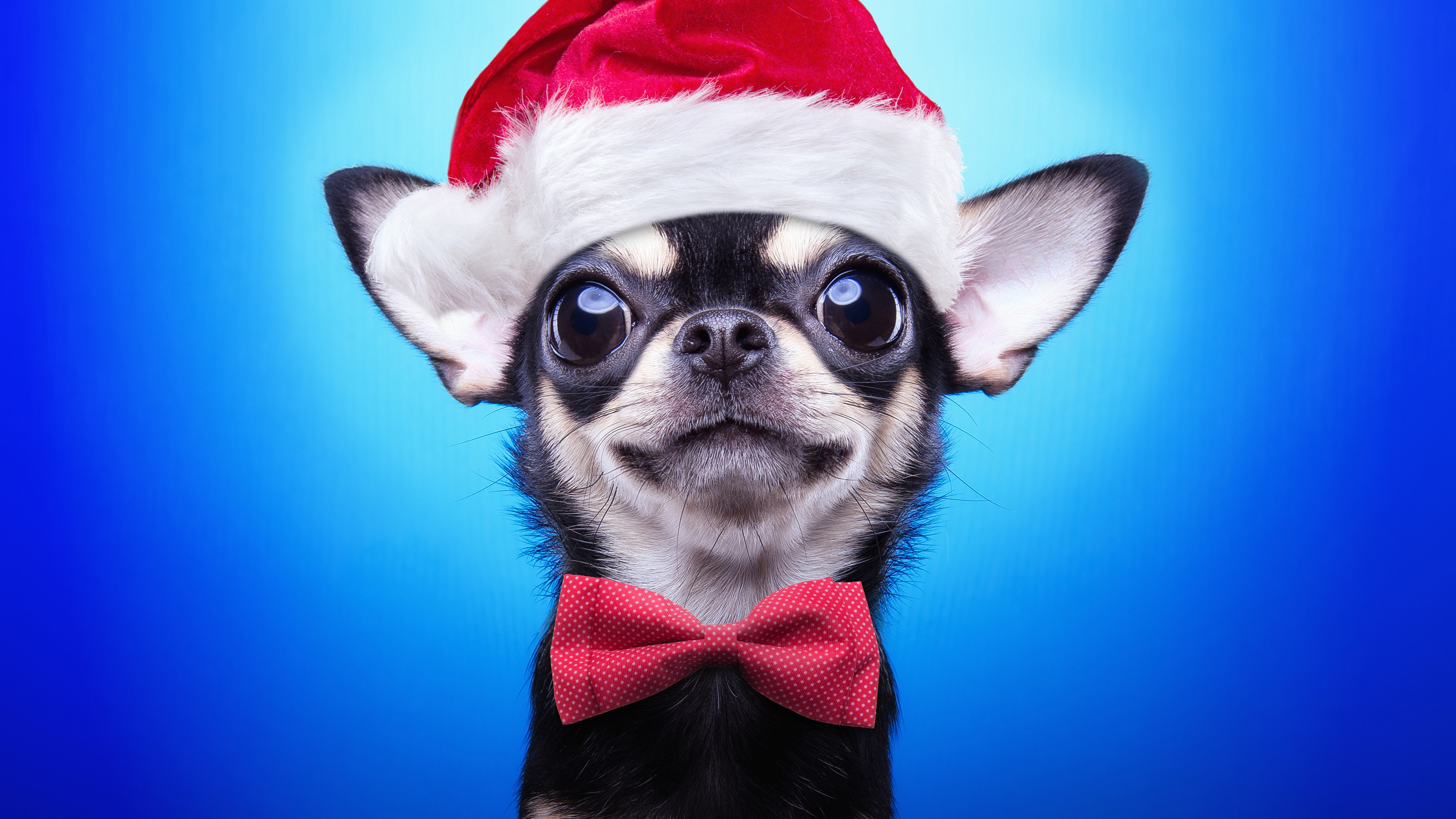 Christmas Puppy Shopping Gift Black Dog Puppy White Hat Winter  Sleigh HD wallpaper  Peakpx