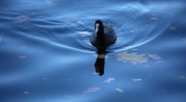 coot 1542238379 272x150 - Coot - hd-wallpapers, coot wallpapers, birds wallpapers, animals wallpapers, 4k-wallpapers