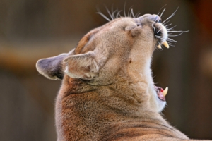 cougar yawn muzzle 4k 1542242583 300x200 - cougar, yawn, muzzle 4k - yawn, muzzle, Cougar
