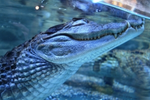 crocodile dream under water predator teeth 4k 1542241686 300x200 - crocodile, dream, under water, predator, teeth 4k - under water, Dream, crocodile