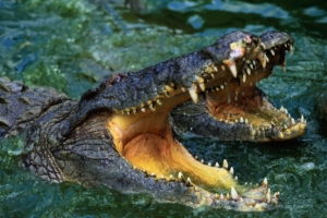crocodile snout teeth water predator 4k 1542242683 300x200 - crocodile, snout, teeth, water, predator 4k - teeth, snout, crocodile