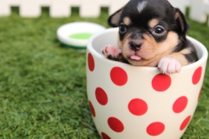 cute dog puppy in cup 1542237661 300x200 - Cute Dog Puppy In Cup - puppy wallpapers, dog wallpapers, cute wallpapers, cup wallpapers, animals wallpapers