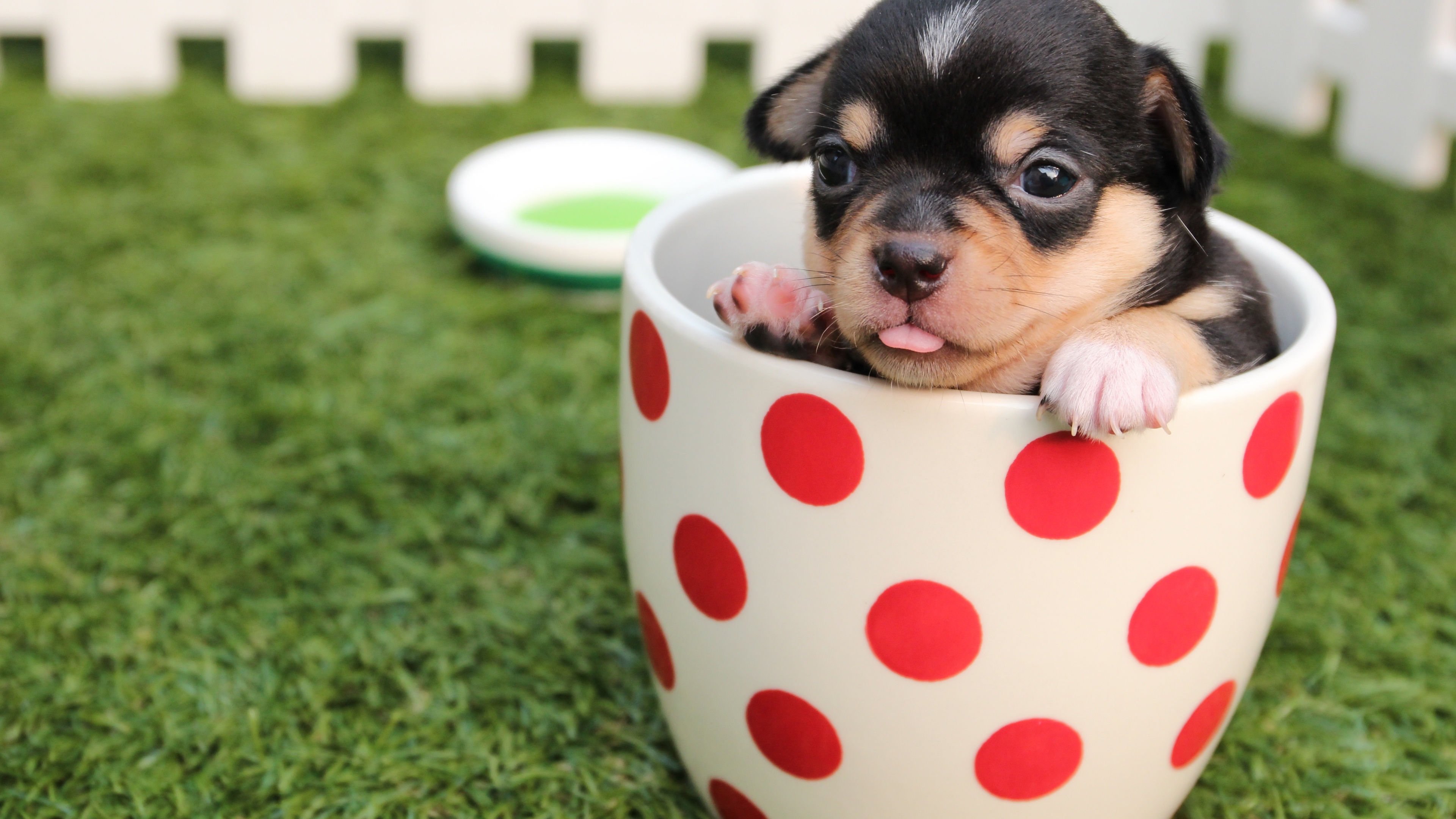 Wallpaper 4k Cute Dog Puppy In Cup Wallpaper